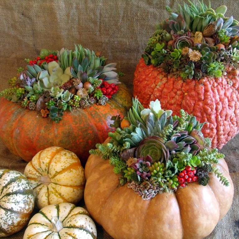Laura Eubanks - Autumn Succulent Pumpkin Container Arrangements