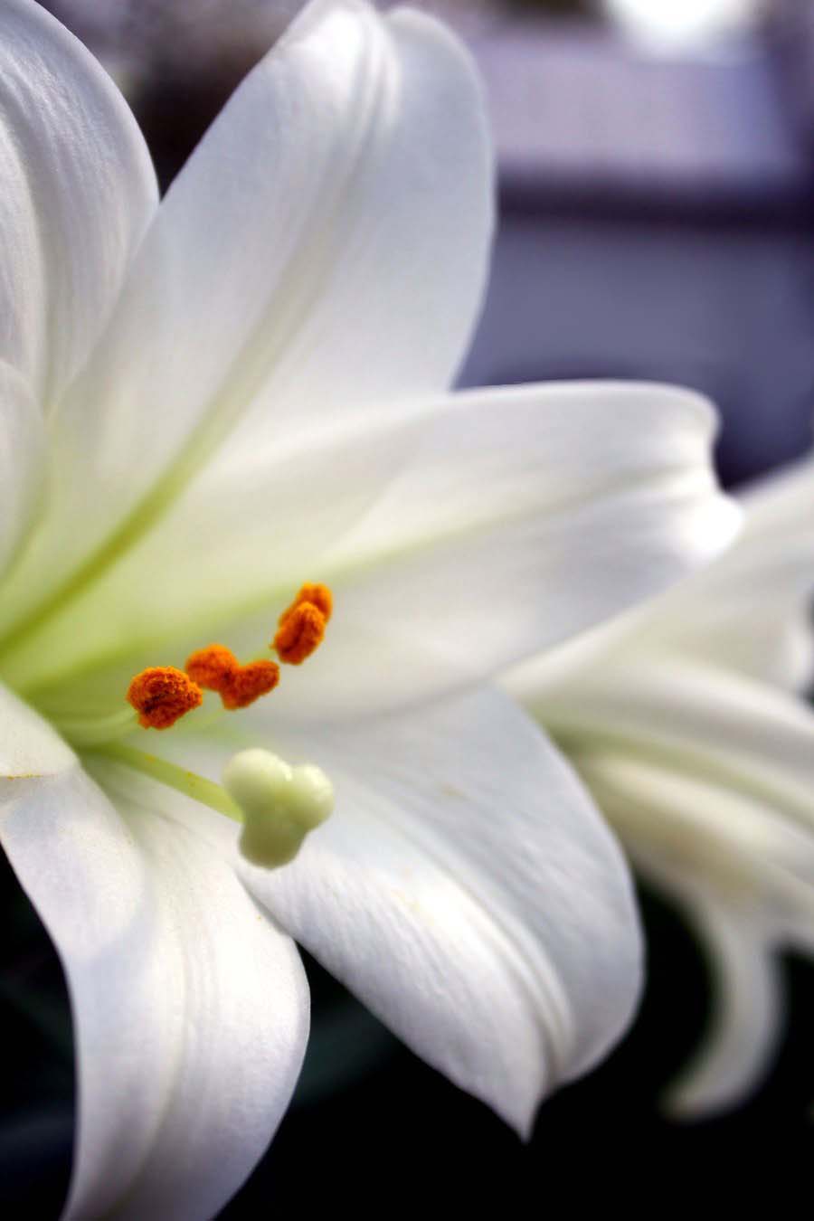 Easter Lily