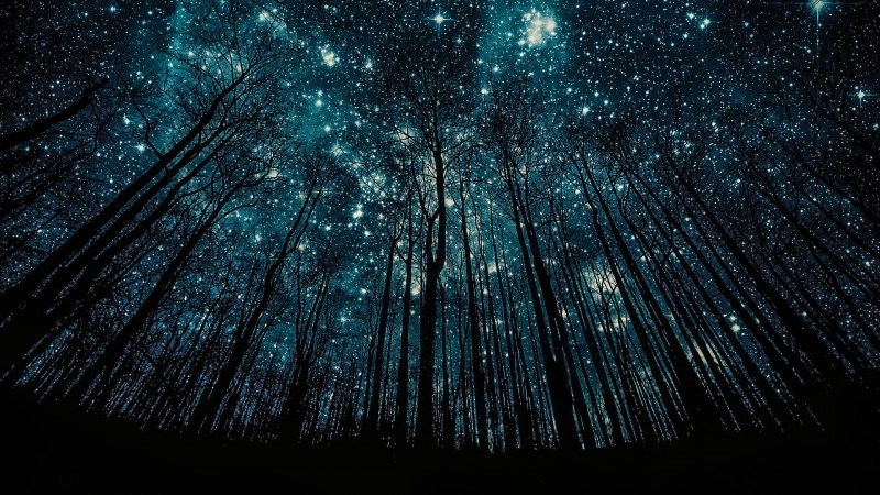 The Stars through the Trees