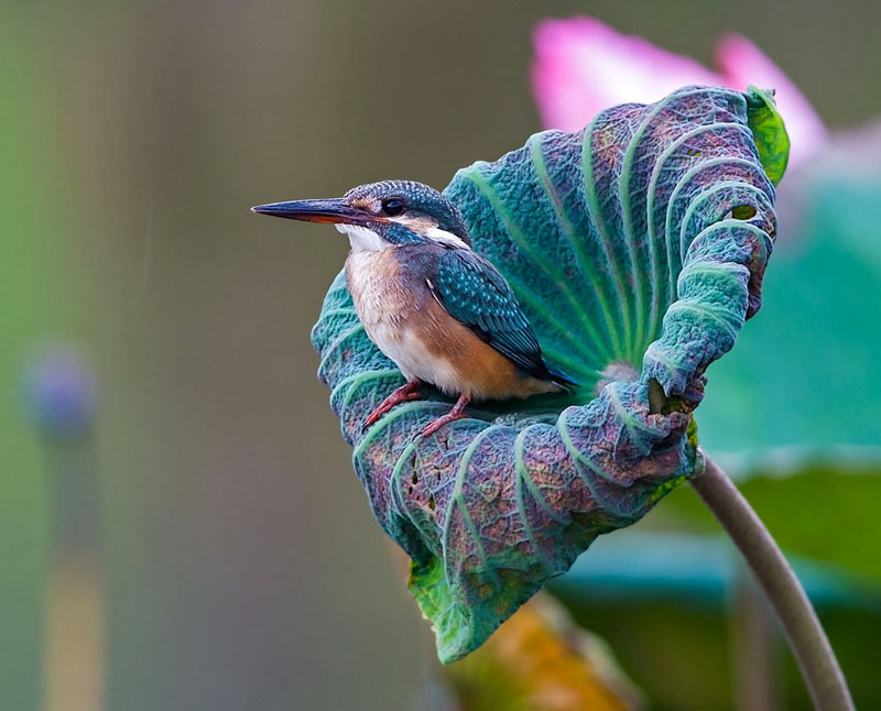 Kingfisher in Lotus - Jon Chua