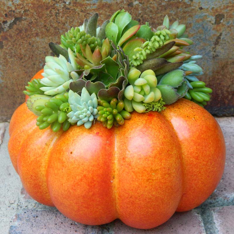 Succulent Pumpkin Centerpiece by tobieanne on ETSY